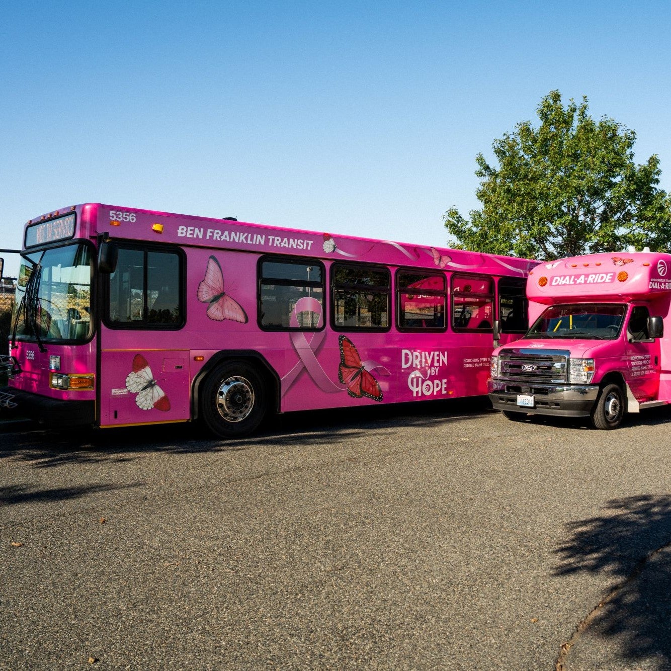A city bus and a paratransit vehicle wrapped in pink artwork.
